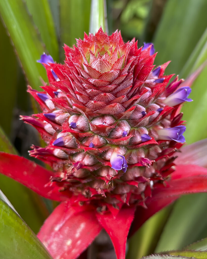 Baby Pineapple