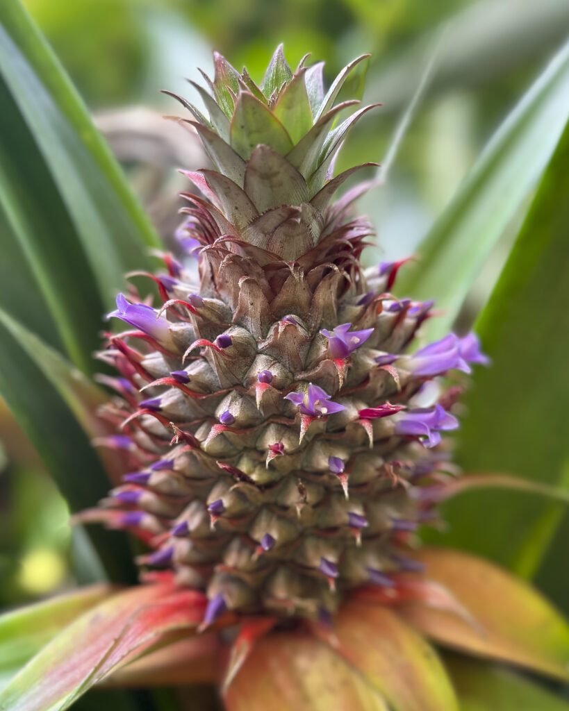 Growing Pineapple, Moorea French Polynesia