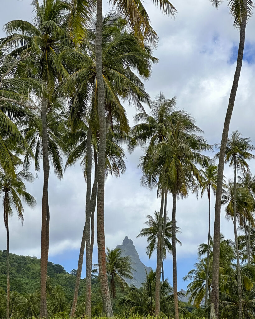 Belvedere visit Moorea French Polynesia
