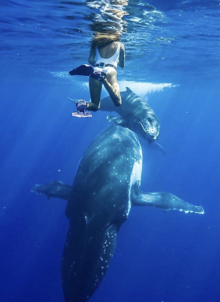 Ashley swimming with a humpback whale and baby humpback whale in moorea French polynesia