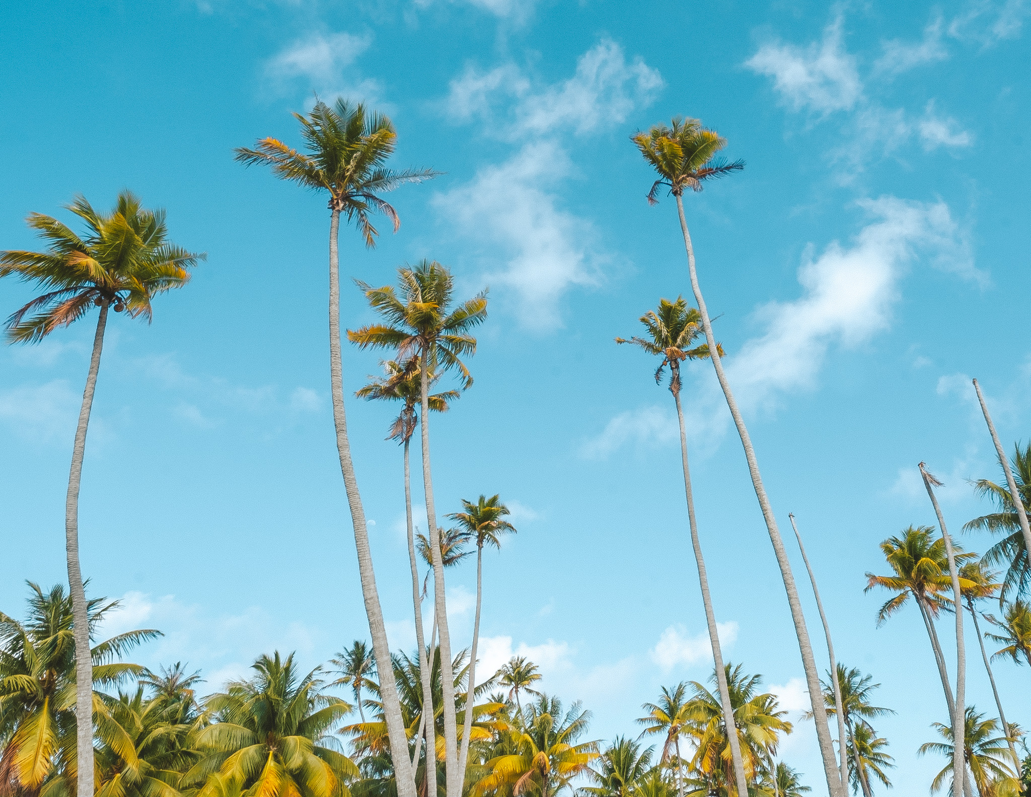 Palm trees in French Polynesia