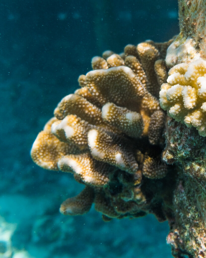 coral in moorea French polynesia 