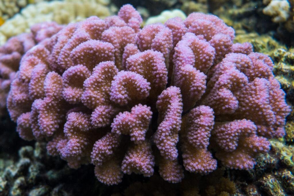 coral in moorea French polynesia 