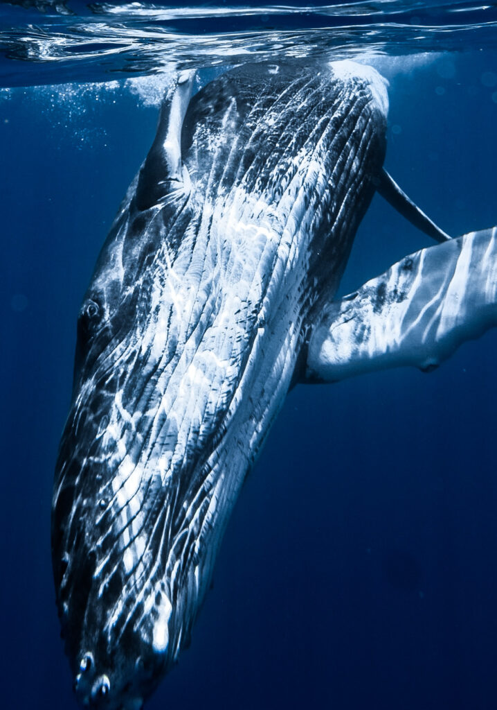 Baby Humpback Whale Moorea French Polynesia