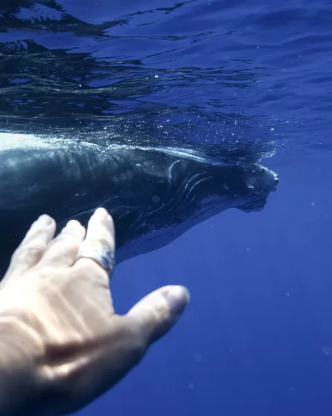 Humpback whale moorea french polynesia 