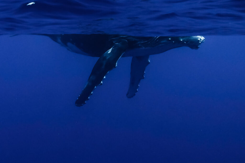 Moorea Humpback Whale