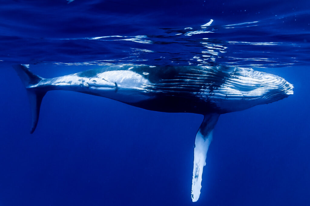 Moorea Humpback Whale