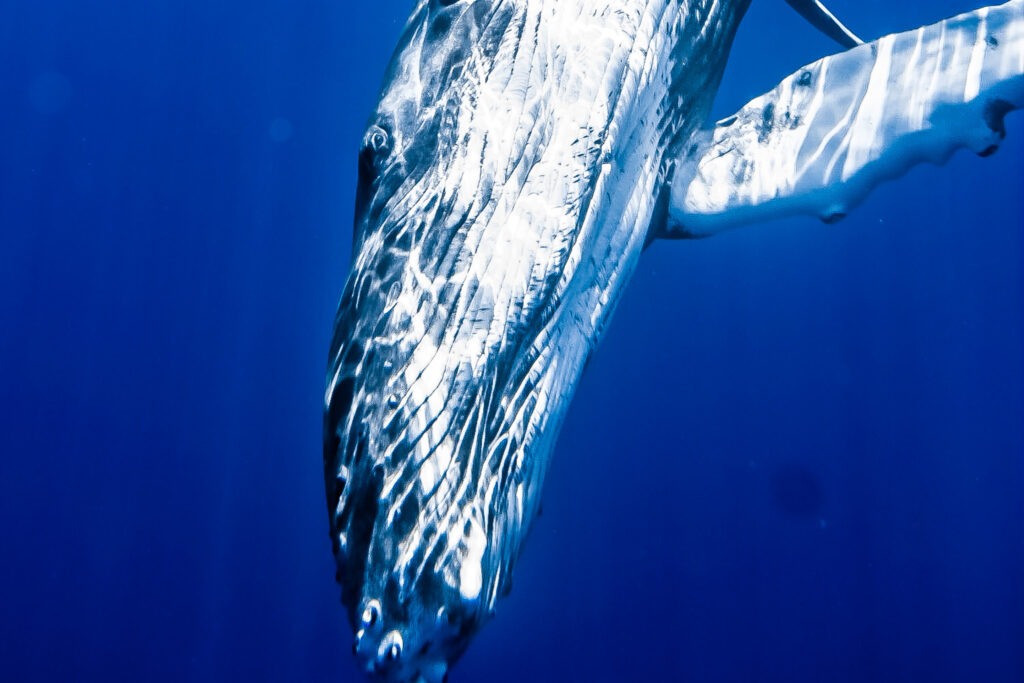 Moorea Humpback Whale