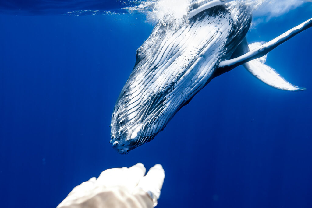 Moorea Humpback Whale