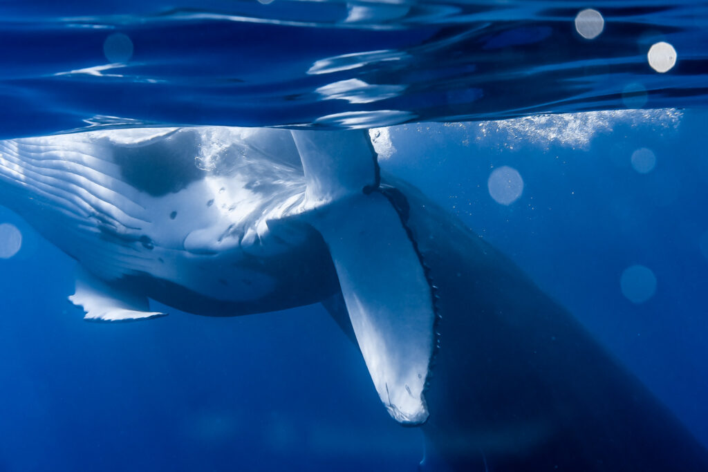 Moorea Humpback Whale