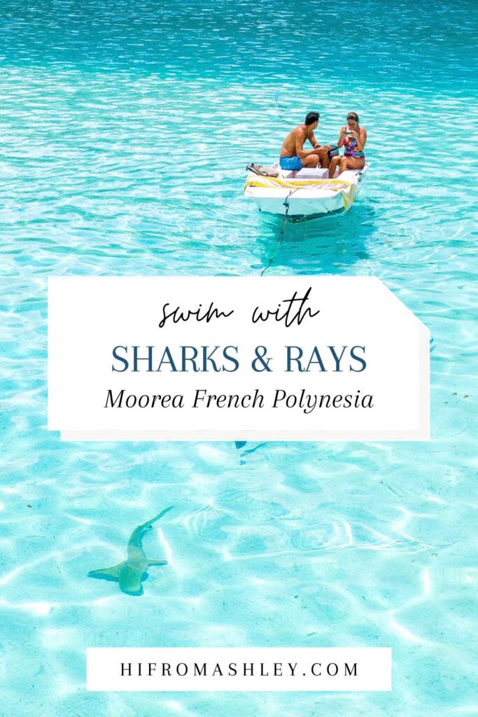 swim with sharks and ray in moorea French polynesia