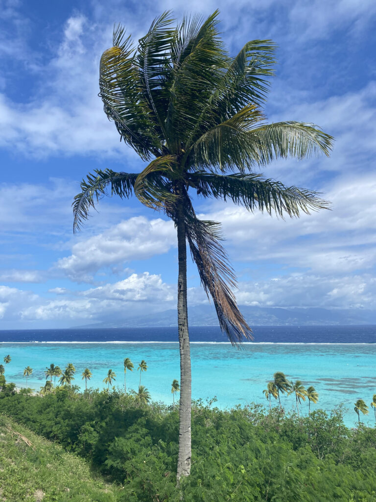 Palm tree on the island of Moorea French Polynesia