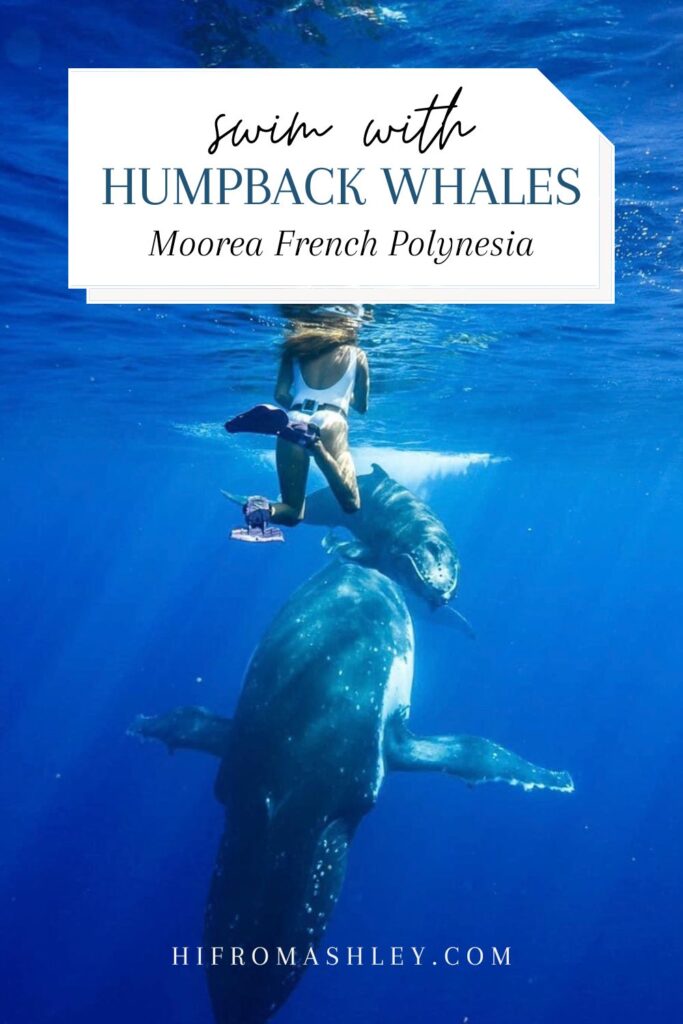 swim with humpback whales in moorea French polynesia
