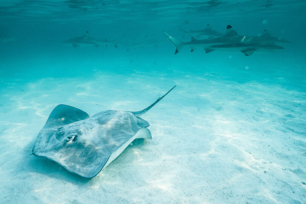 shark and ray spot Moorea French Polynesia