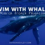 swim with whales Moorea French Polynesia