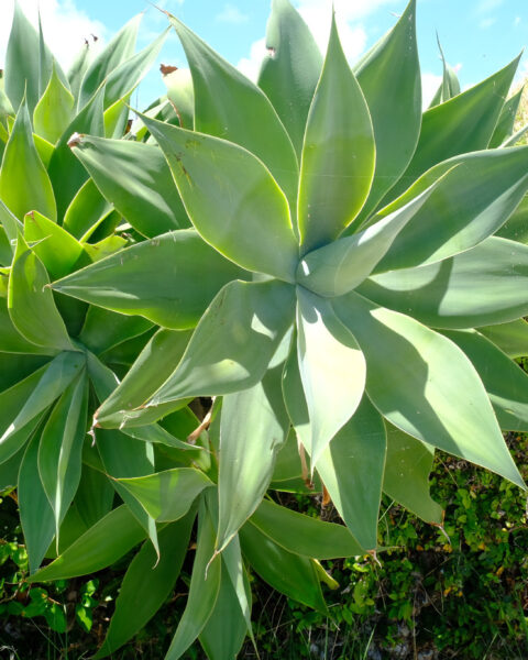 Plants in bermuda