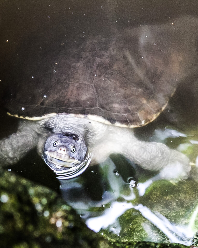 Turtle from Bermuda Aquarium and zoo