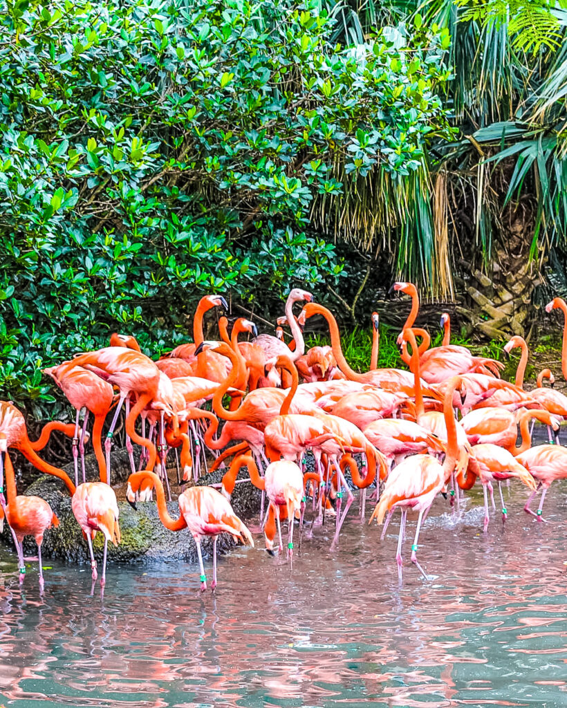 Flamingos in Bermuda