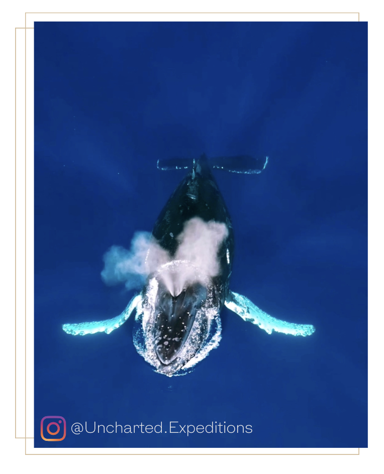 Humpback Whale Breeching