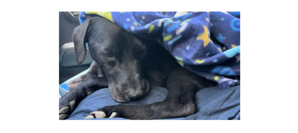 Porter after his dental procedure, Black lab with space blanket