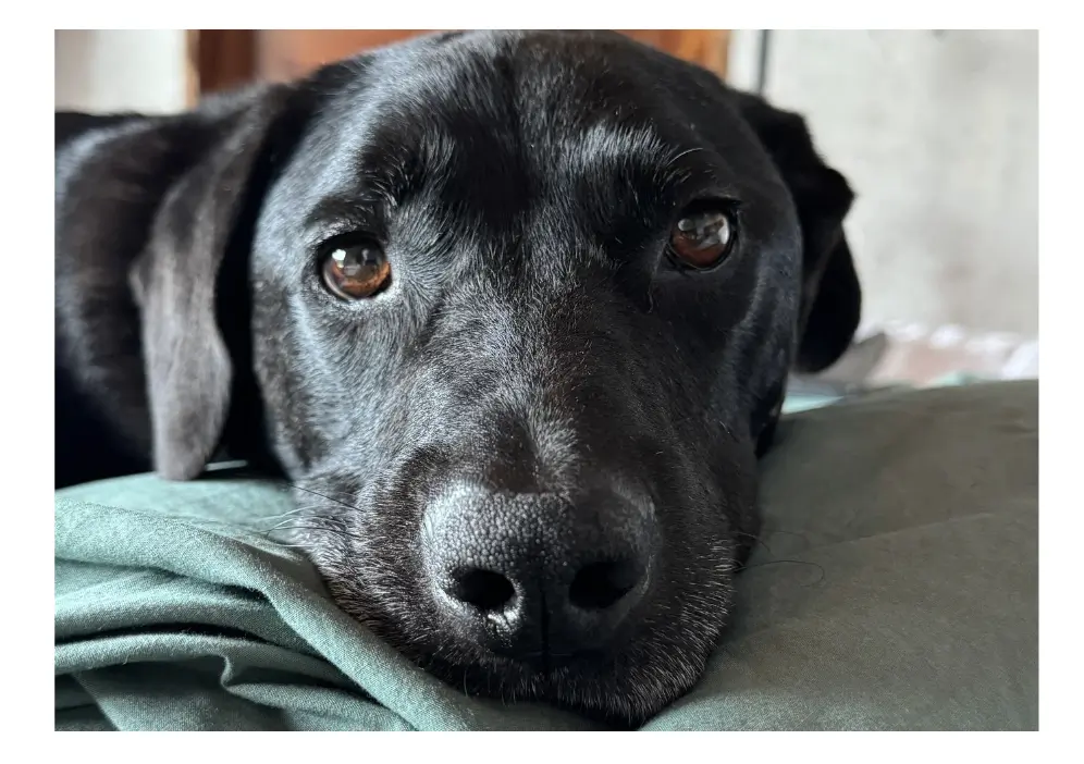 black lab Porter da explorer