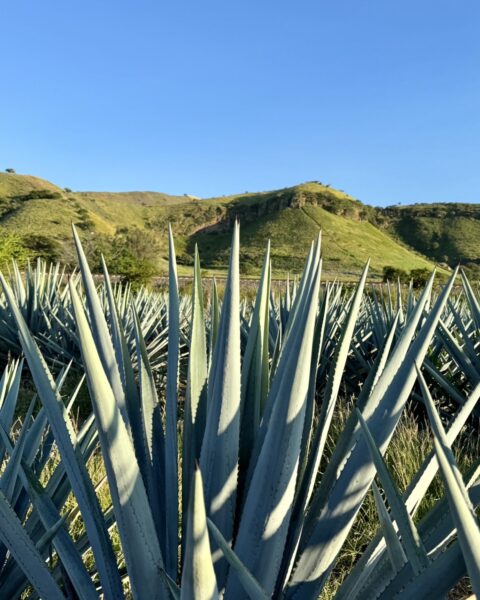 Tequila Tour, Tequila Mexico