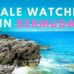 WHALE WATCHING IN BERMUDA