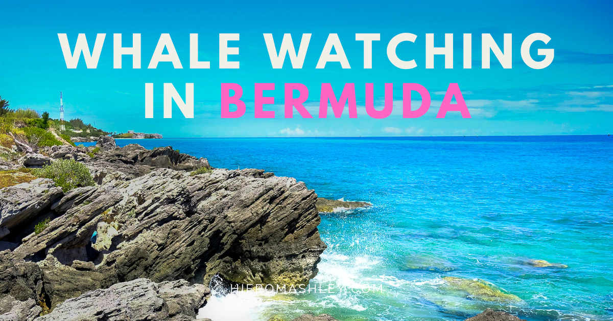 WHALE WATCHING IN BERMUDA