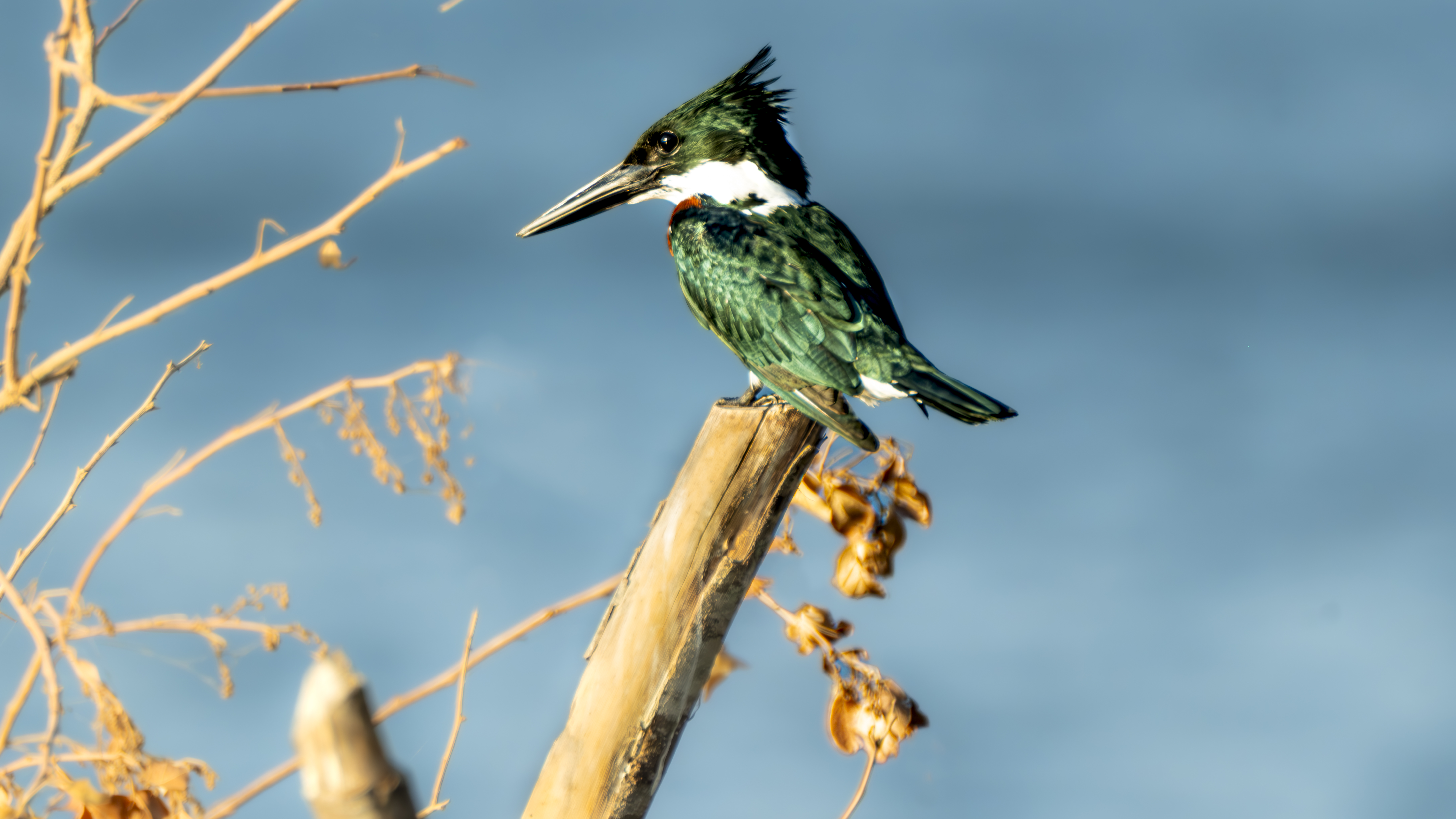 King Fisher