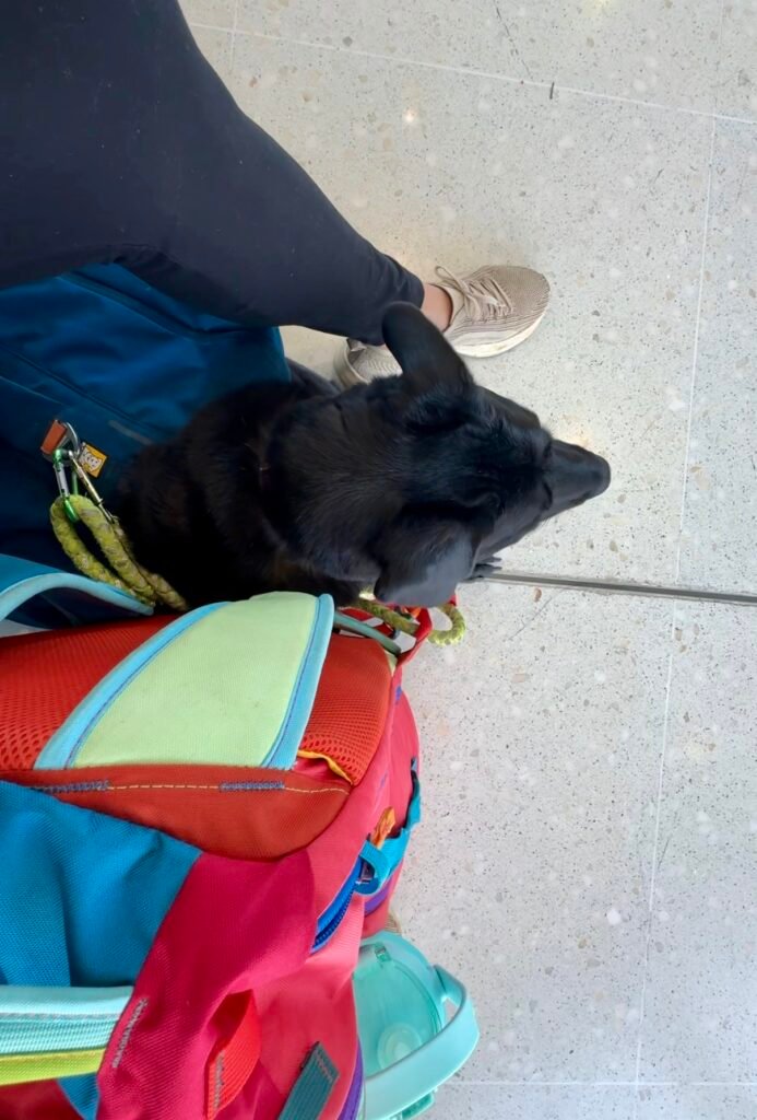 porter at the airport