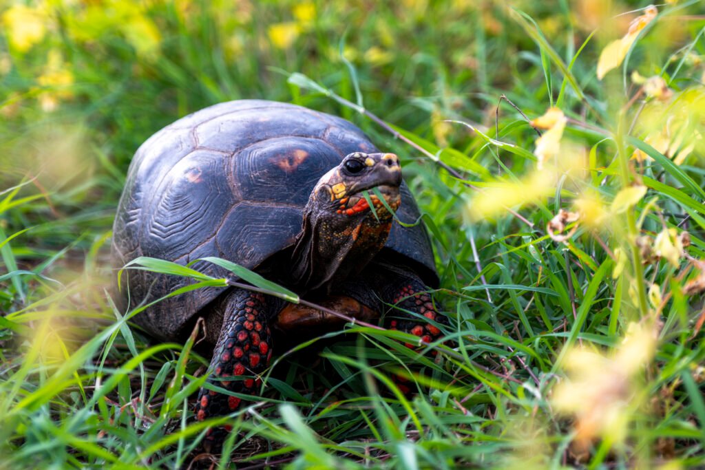 tortoise in Colombia