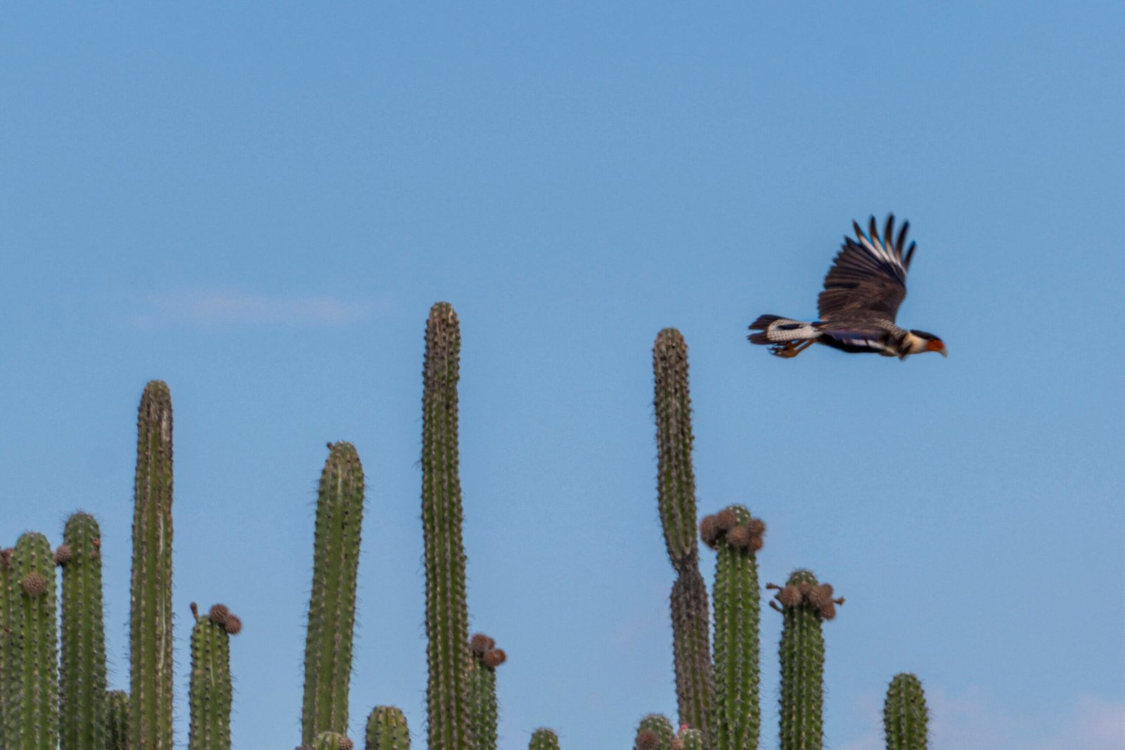 Tatacoa Colombia Wild Camping