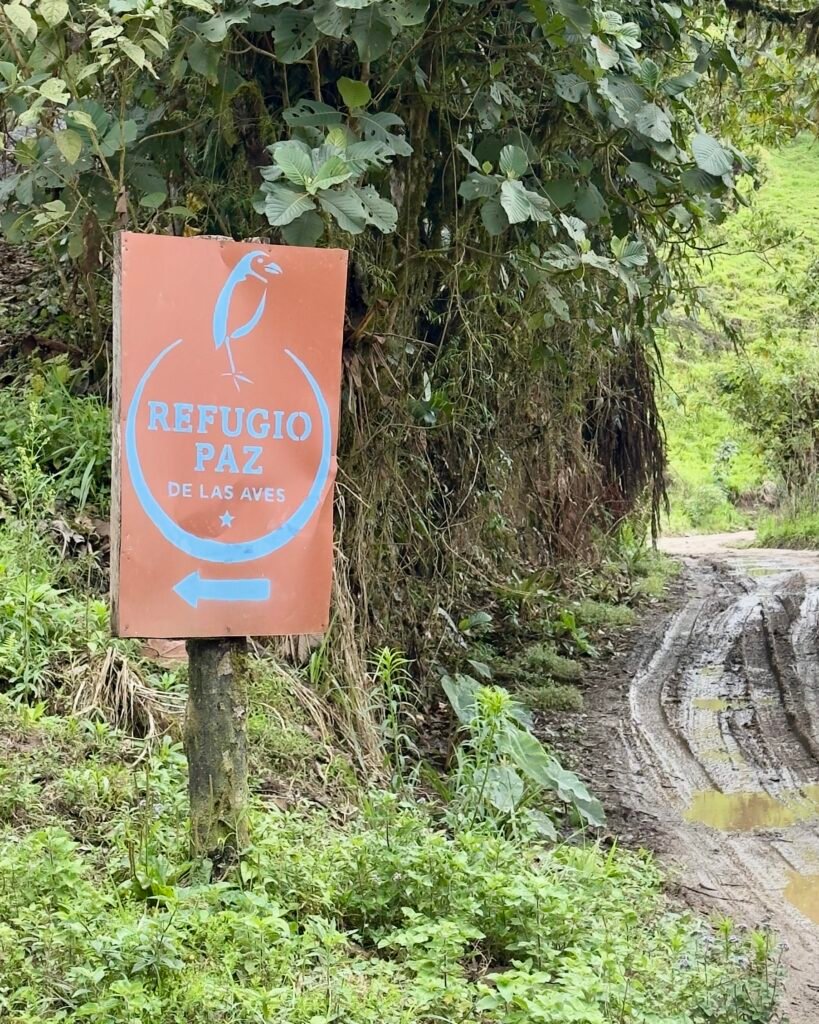Bird Watching in Ecuador Refugio Paz de Las Aves
