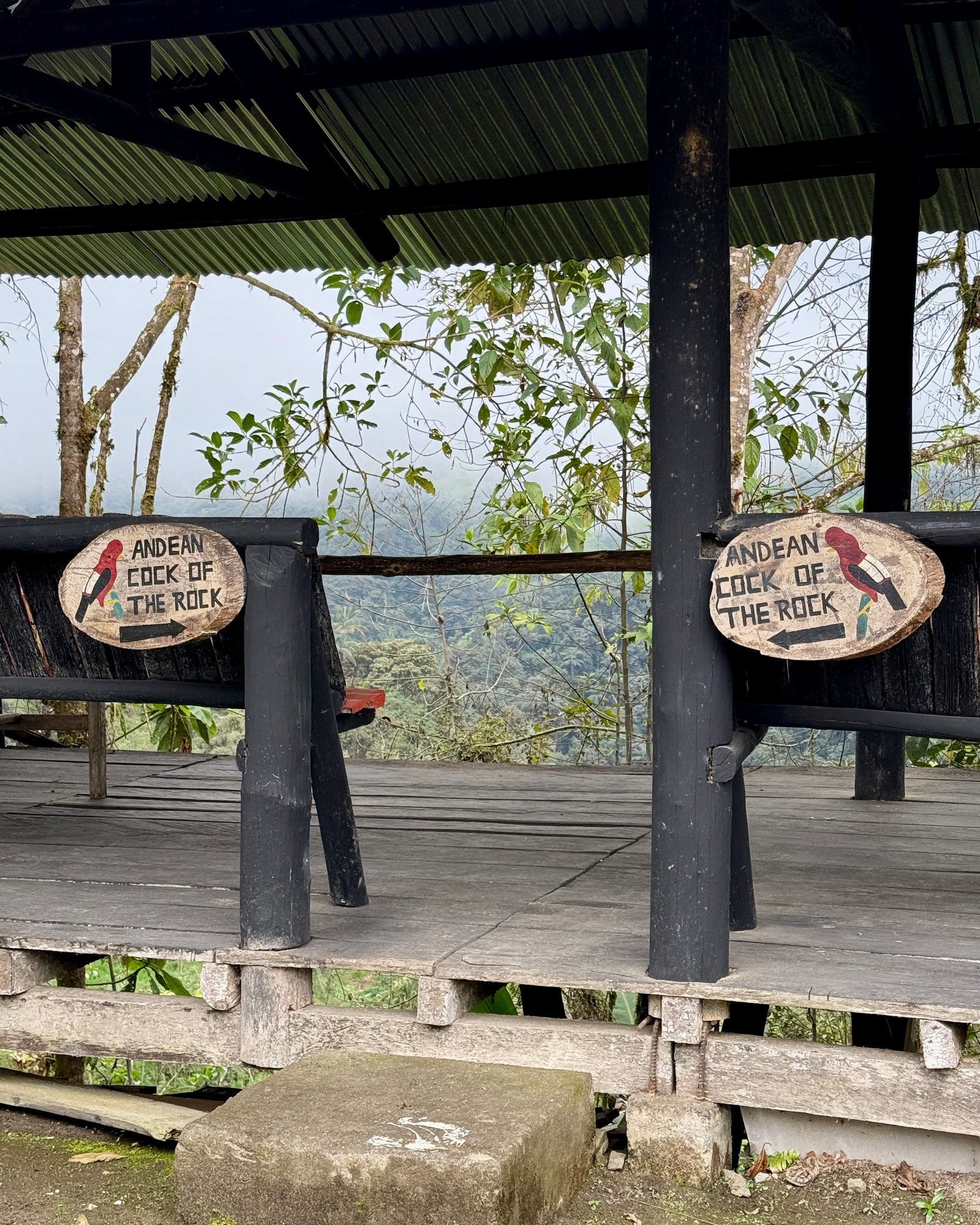 Bird Watching in Ecuador Refugio Paz de Las Aves