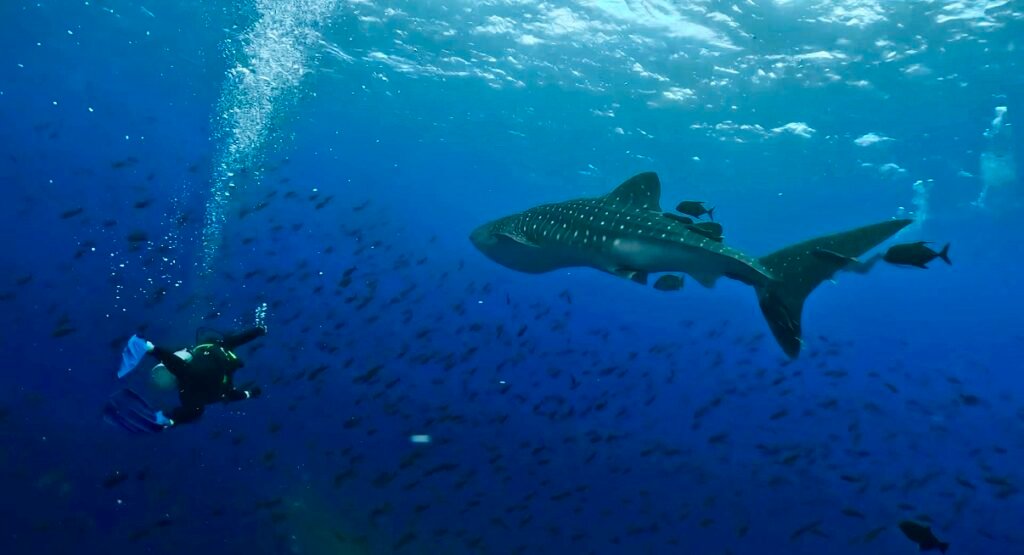 Galapagos whale shark liveaboard scuba diving