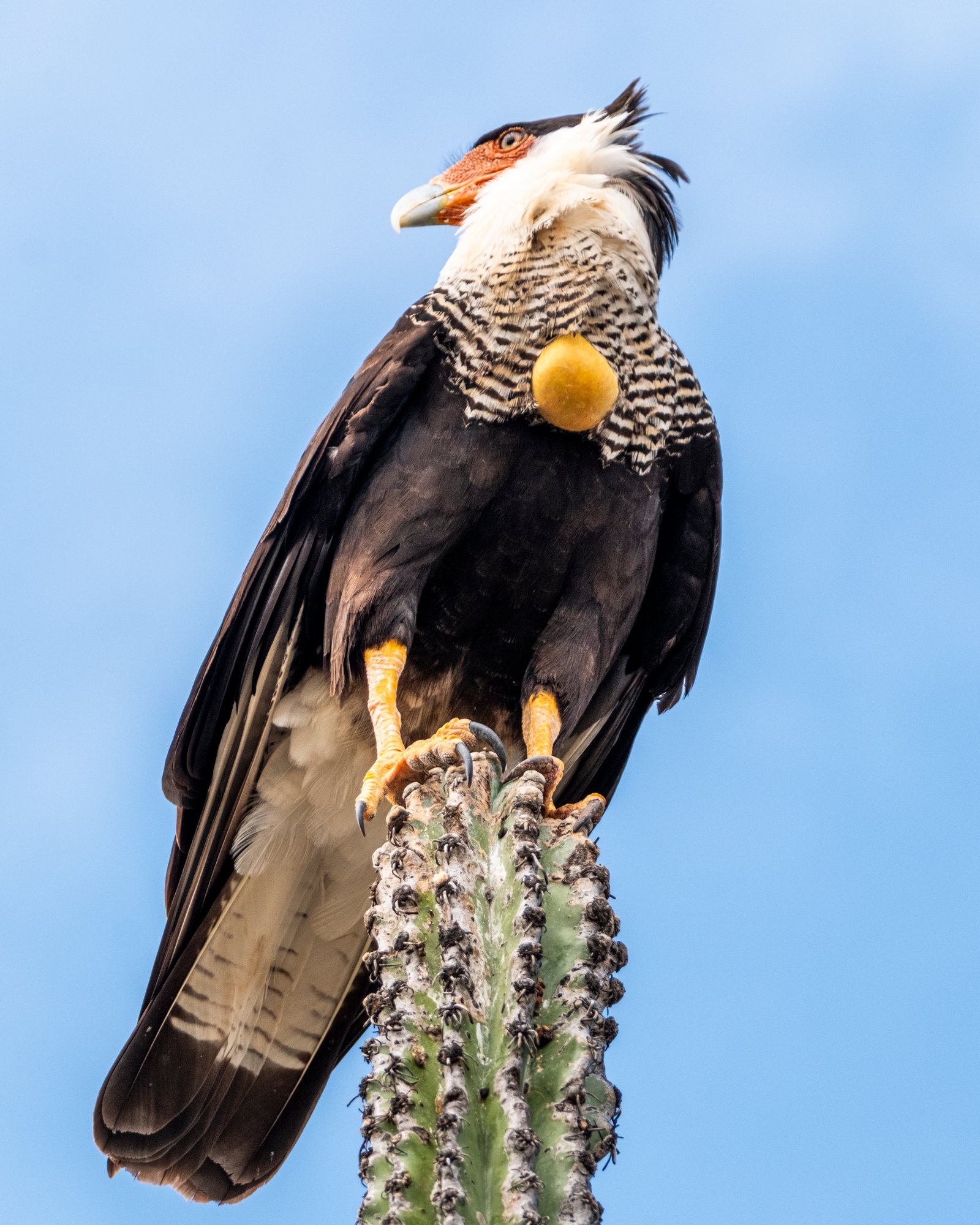 Bird in Tatacoa Desert Colombia