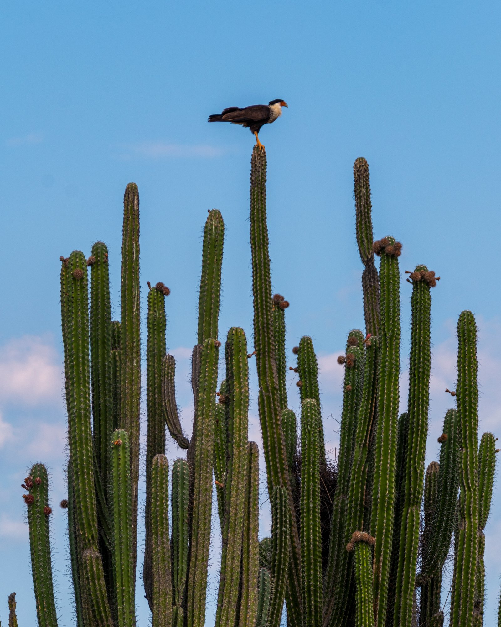Tatacoa Desert Colombia