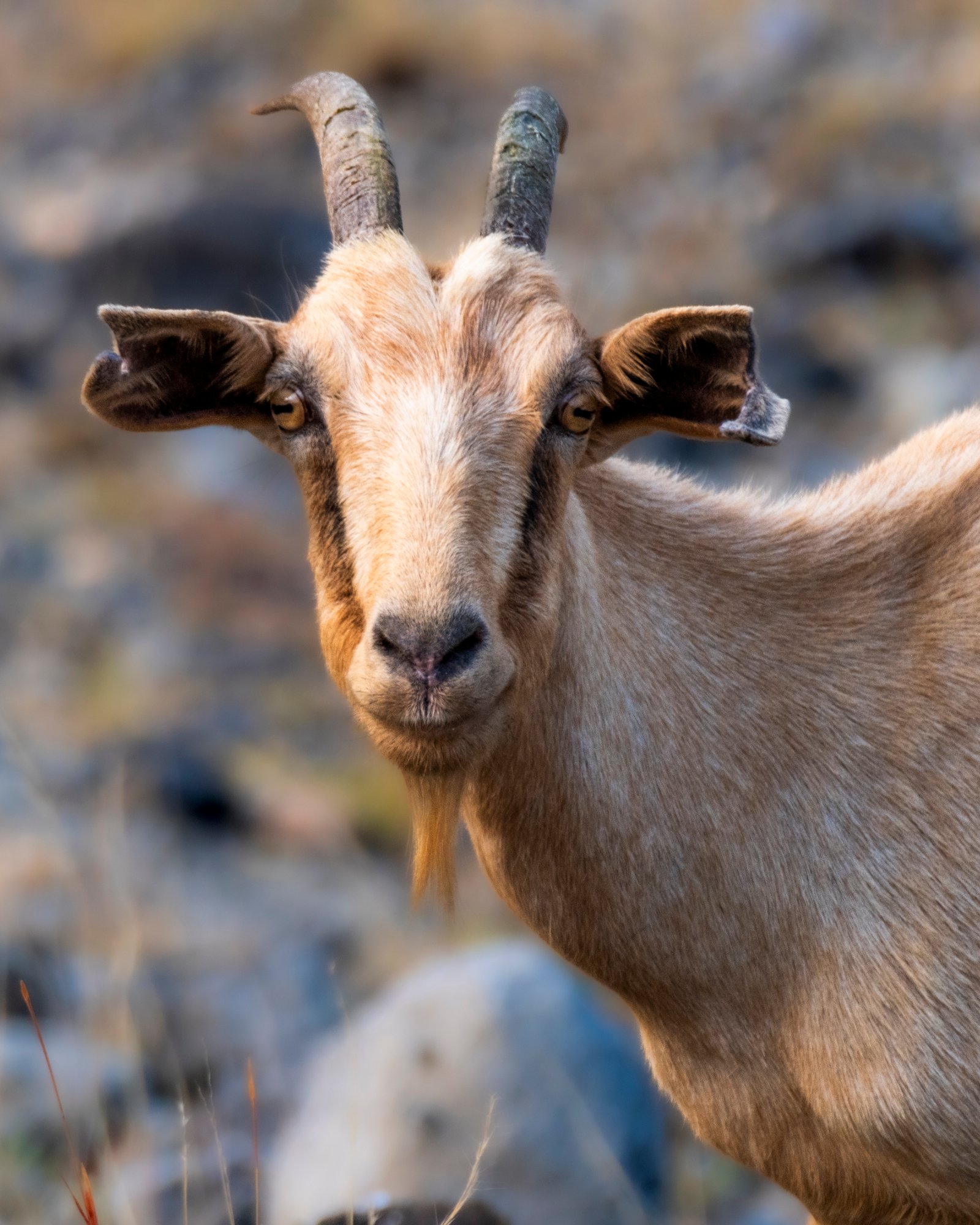 Tatacoa Desert Colombia