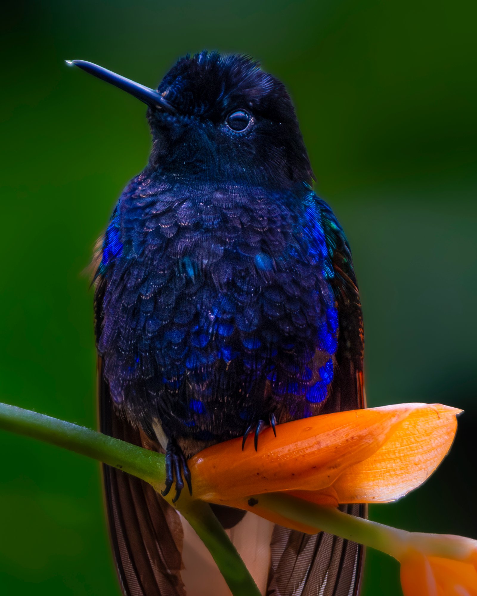 violet hummingbird