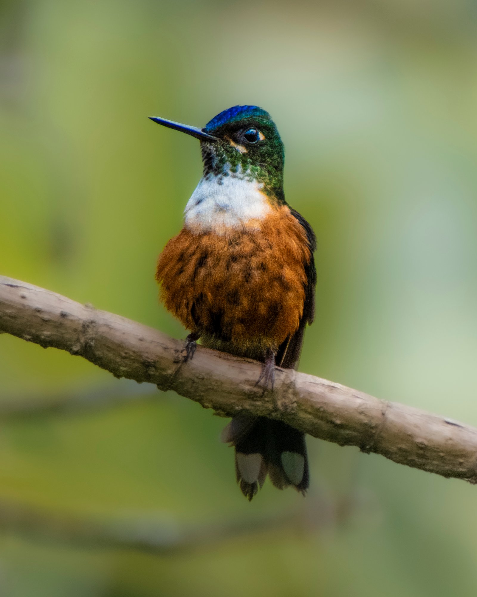 amagusa ecuador bird watching