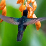 amagusa ecuador HUMMIGNbird