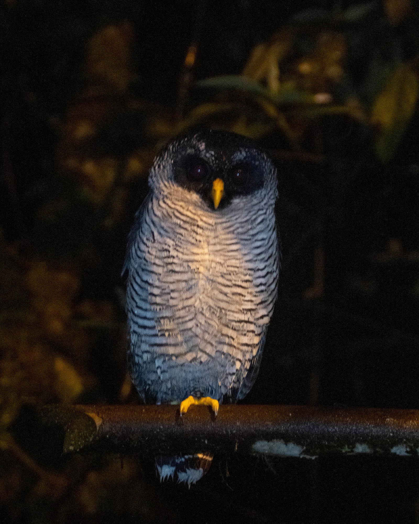 owl ecuador