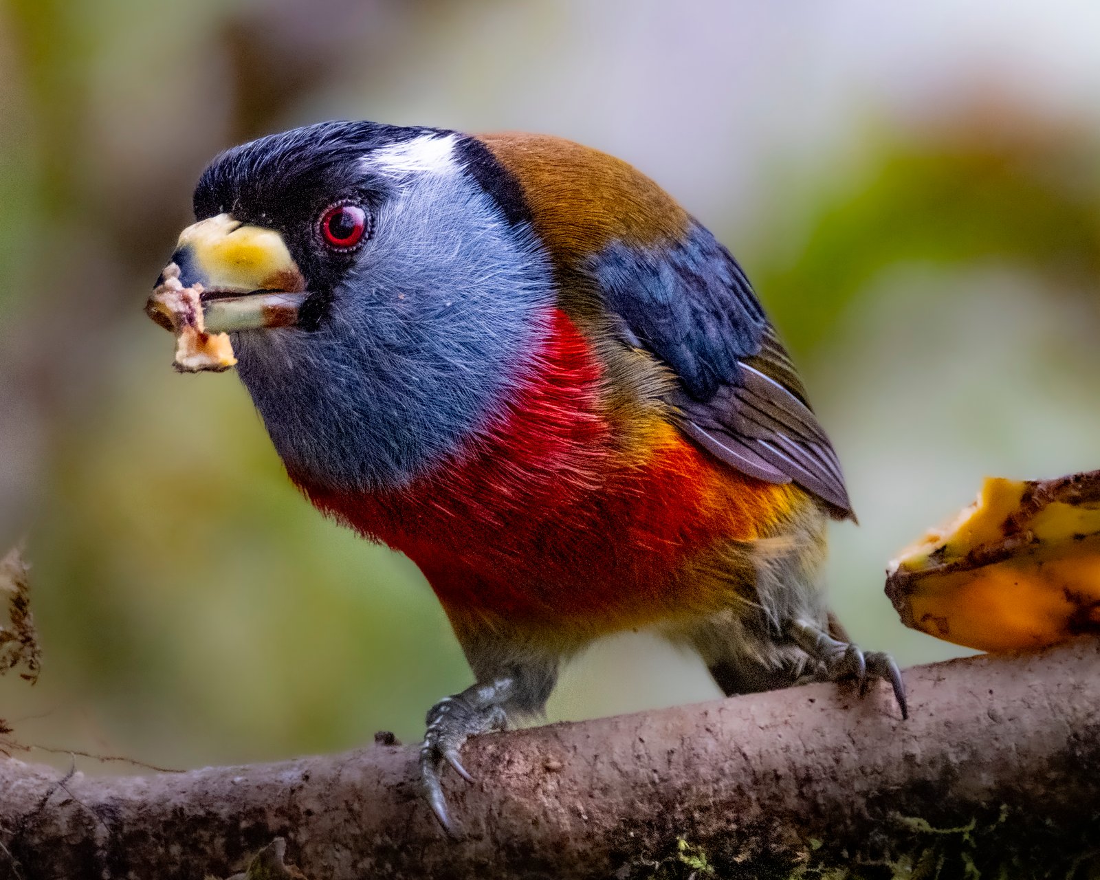 Bird Watching in Ecuador Refugio Paz de Las Aves
